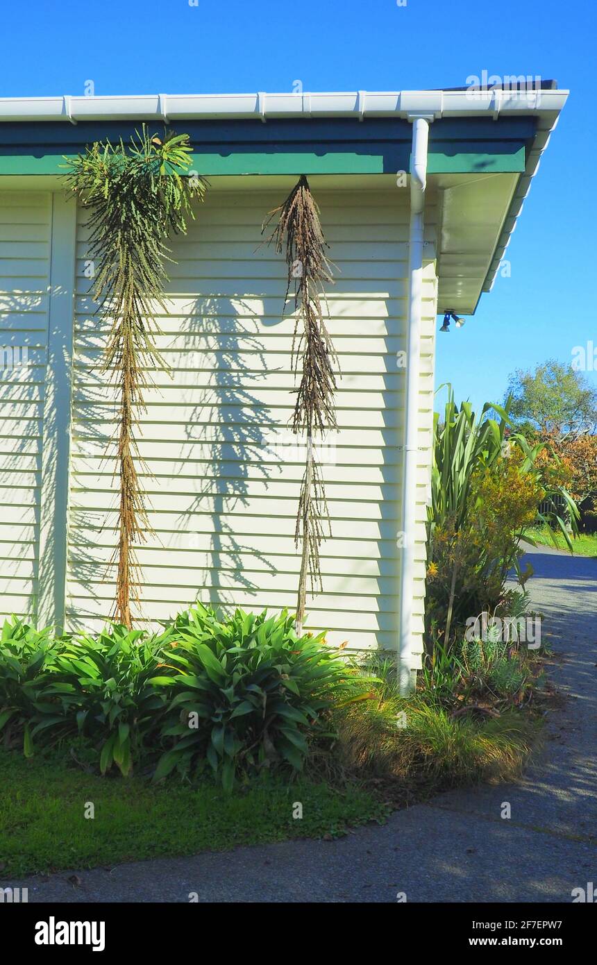 An inappropriate planting: lancewood trees (pseudopanax arboreus) planted too close to a timber house Stock Photo