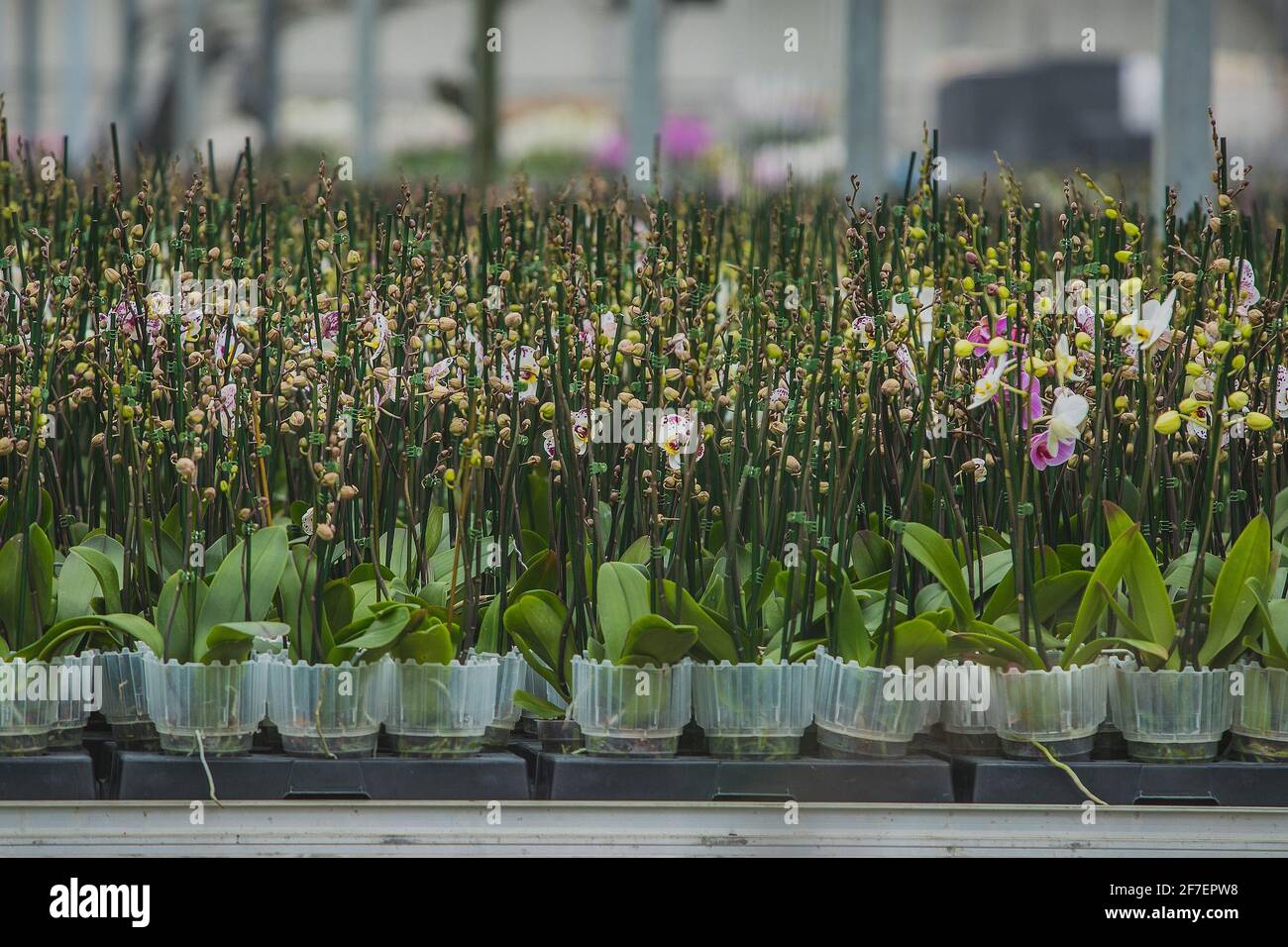 Big orchid flower plantation where orchids are grown on a large scale