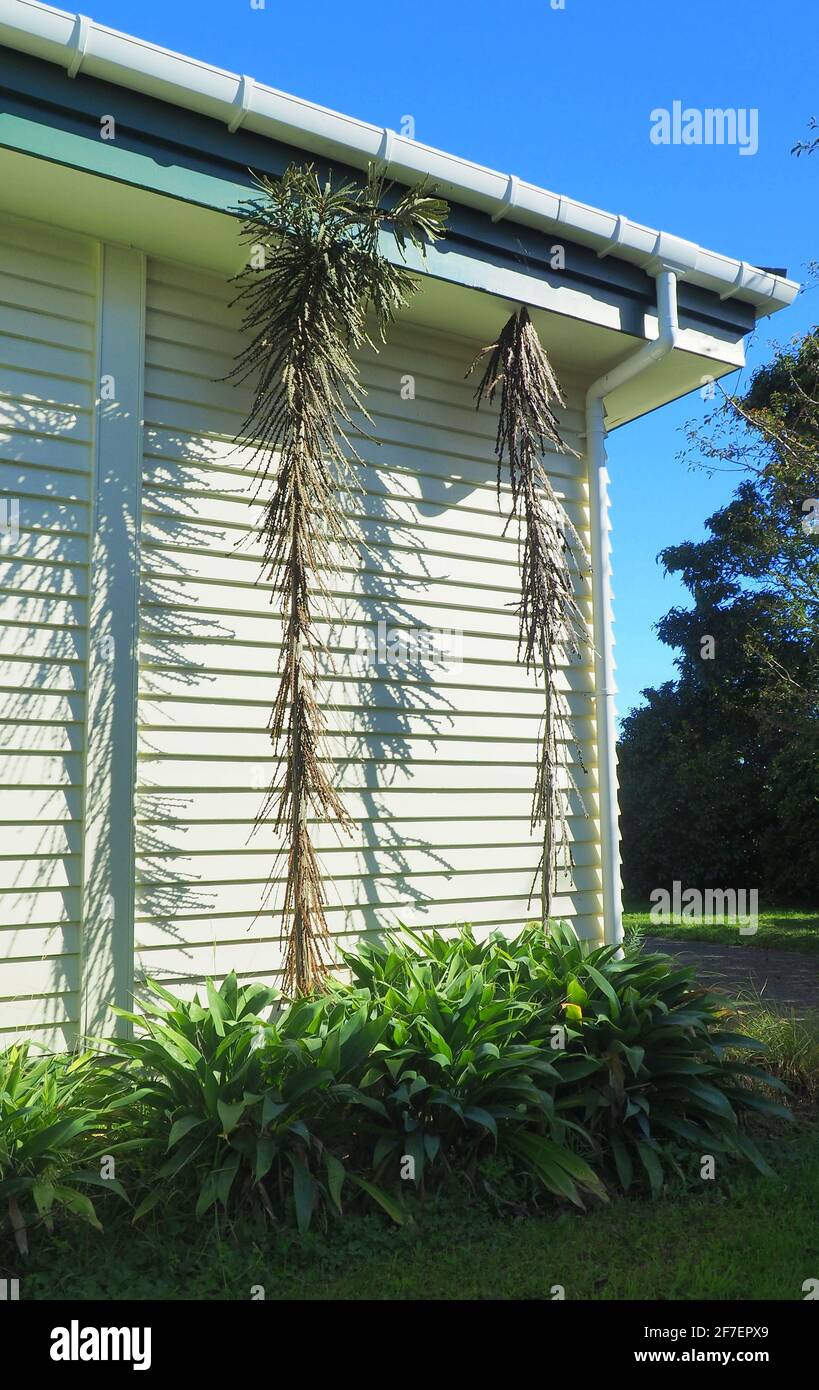 An inappropriate planting: lancewood trees (pseudopanax arboreus) planted too close to a timber house Stock Photo