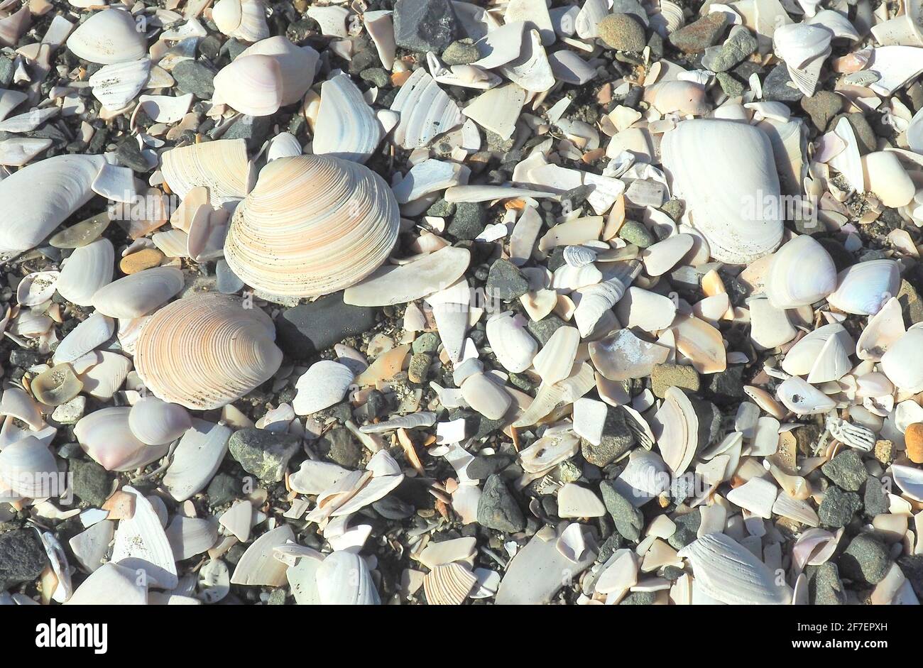Mix of shell hi-res stock photography and images - Alamy