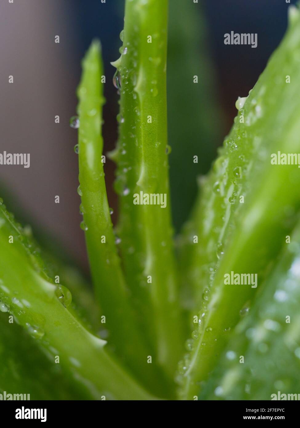 Green Aloe Vera plant up close covered in water droplets Stock Photo ...