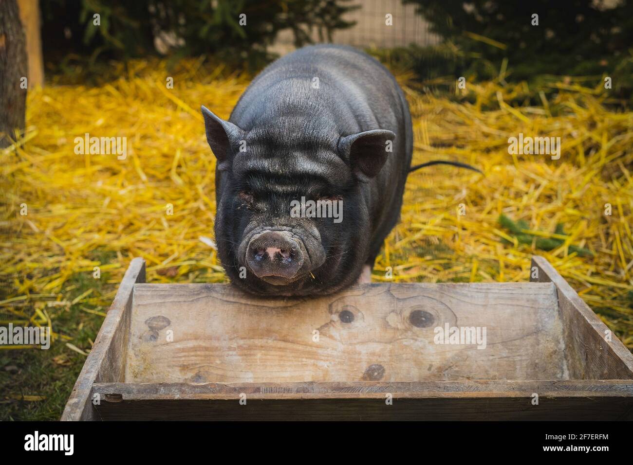 Funny looking black pig standing in front of a feeding basin. Stable with a black pig looking at a camera. Stock Photo