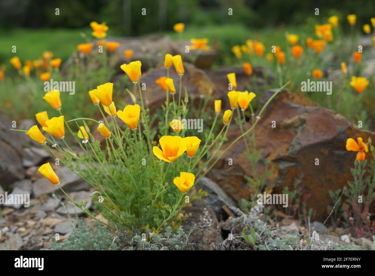 Ornamental grass rockery garden hi-res stock photography and images - Alamy