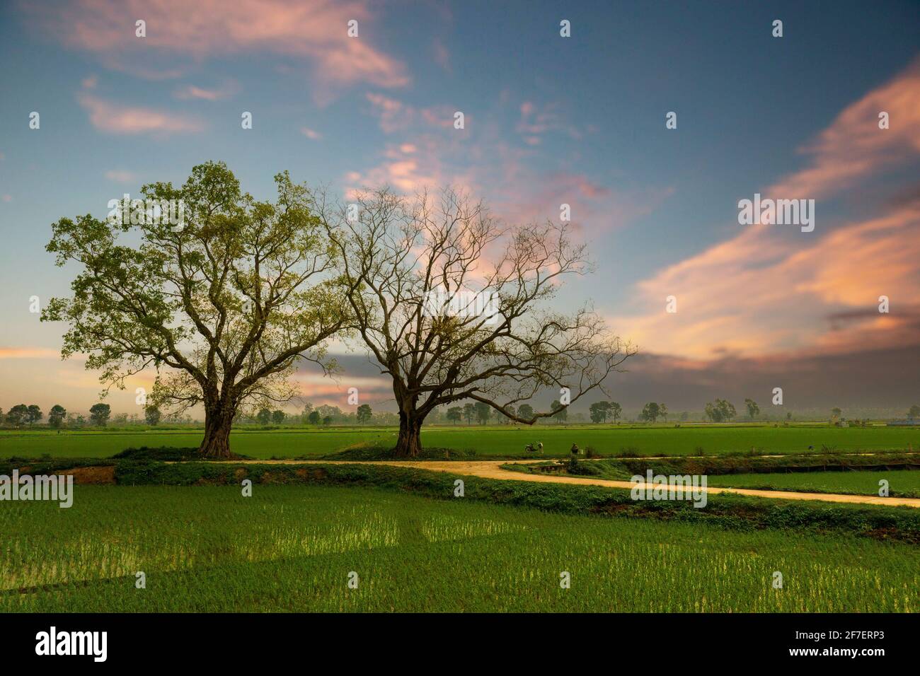 Color Sky Tree Big tree in color sky Stock Photo - Alamy