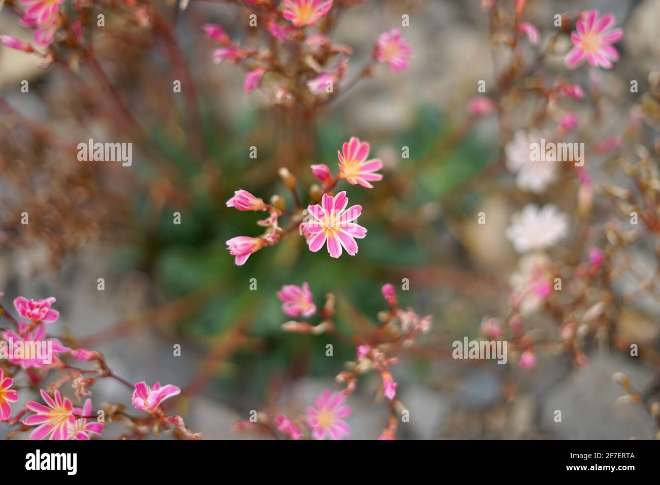 Small pink white flowers hi-res stock photography and images - Alamy