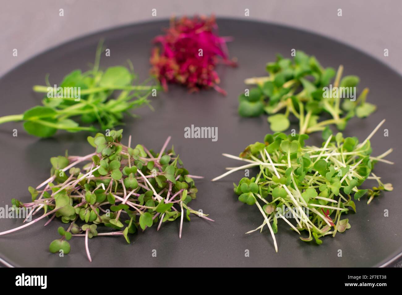 Sprouts on a gray plate on a gray background. Microgreens, radishes, mustard, arugula, peas, amaranth, antioxidant, detox, diet, salad supplement Stock Photo