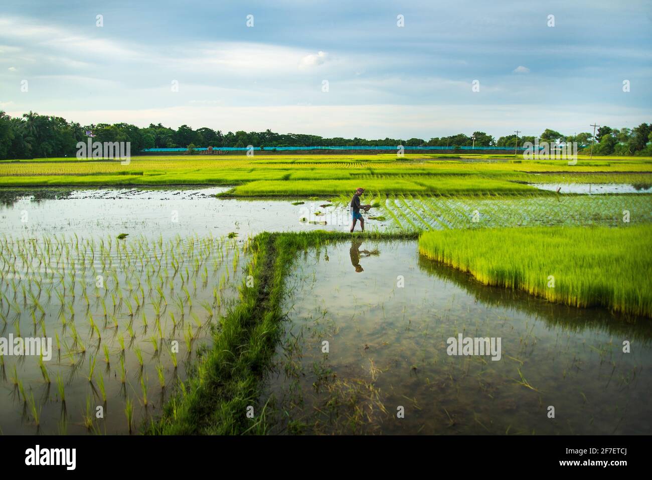 A farmer collects paddy seedlings from the seedbed in Khulna, Bangladesh. Stock Photo