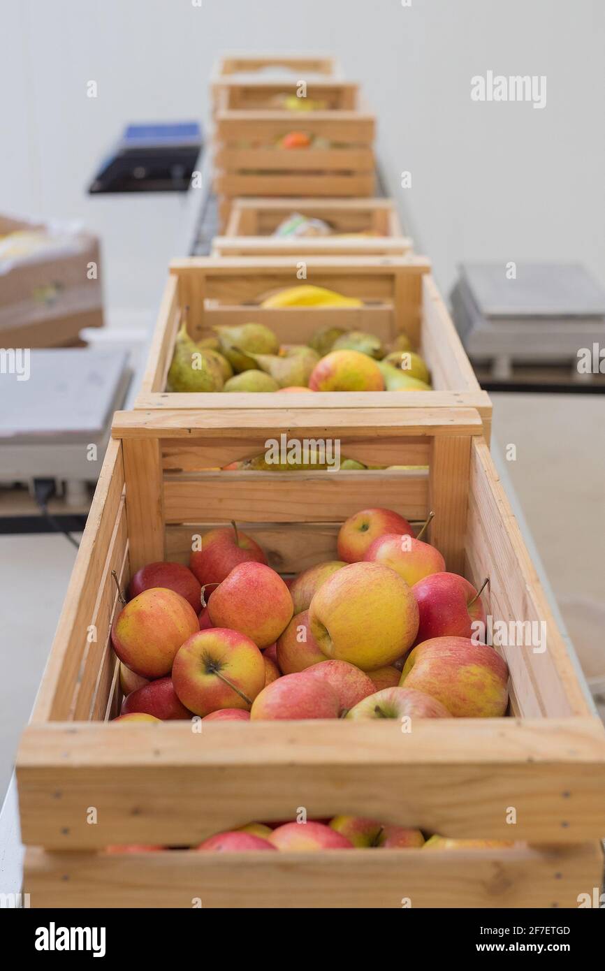 A row of different fruits in wooden crates or boxes in line of a