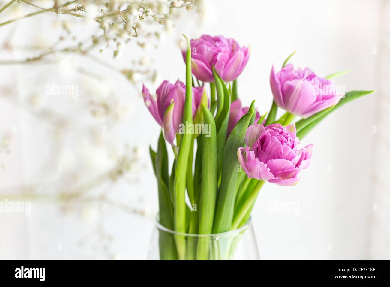 A beautiful bouquet of pink tulips and gypsophila in a vase by the ...