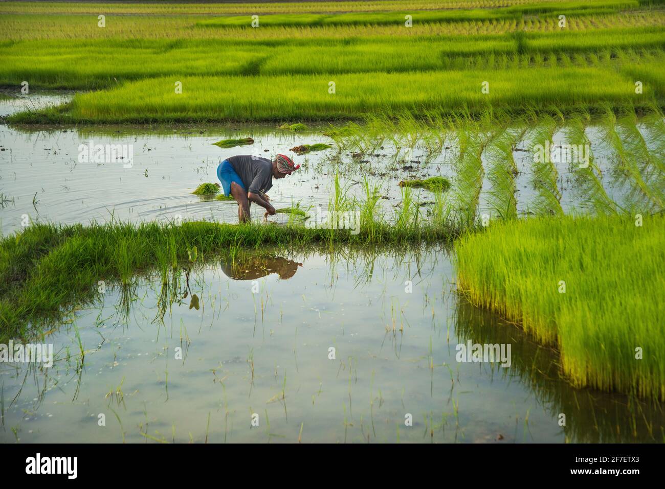 A farmer collects paddy seedlings from the seedbed in Khulna, Bangladesh. Stock Photo