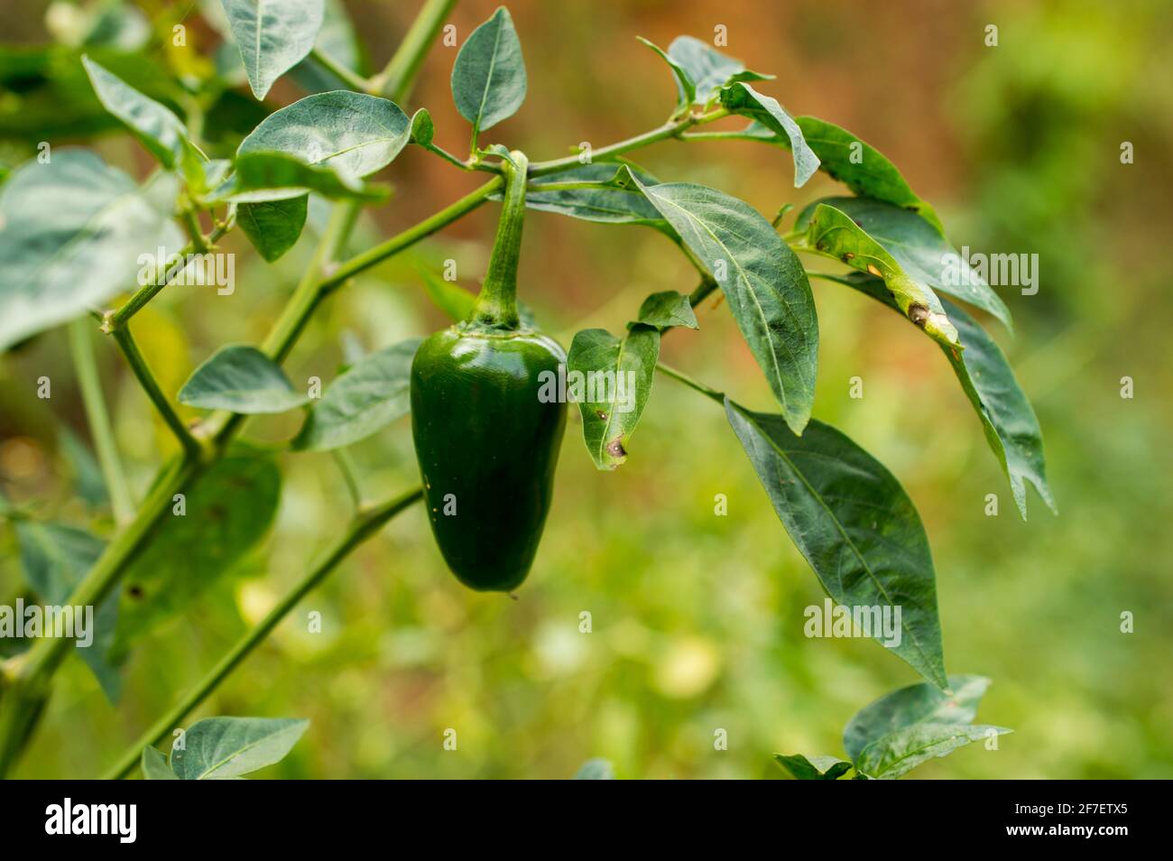 Due to a considerable proportion of beta-carotene, green chillies help in maintaining the proper functioning of the cardiovascular system Stock Photo