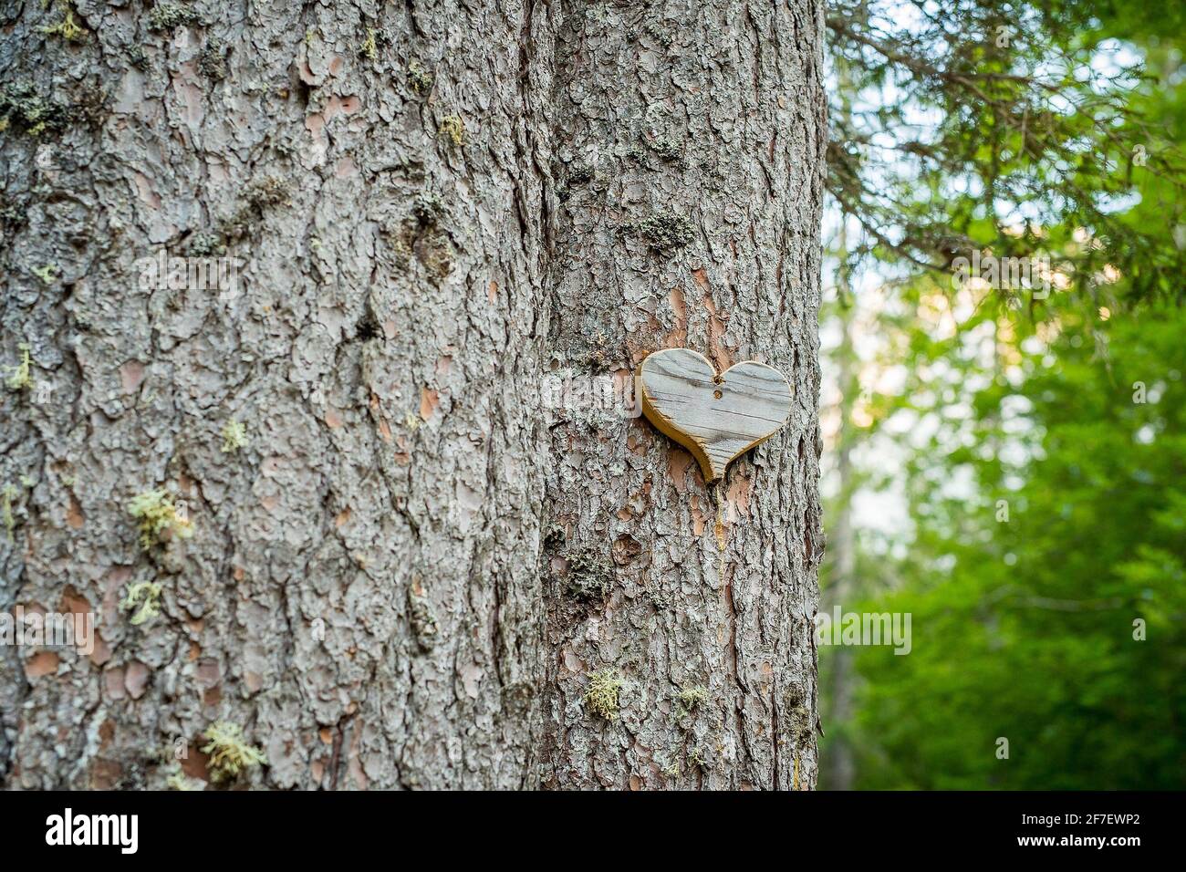 Bark of a tree in a forest with a small wooden heart on the tree trunk. Concept of love for the trees and outdoor. Stock Photo
