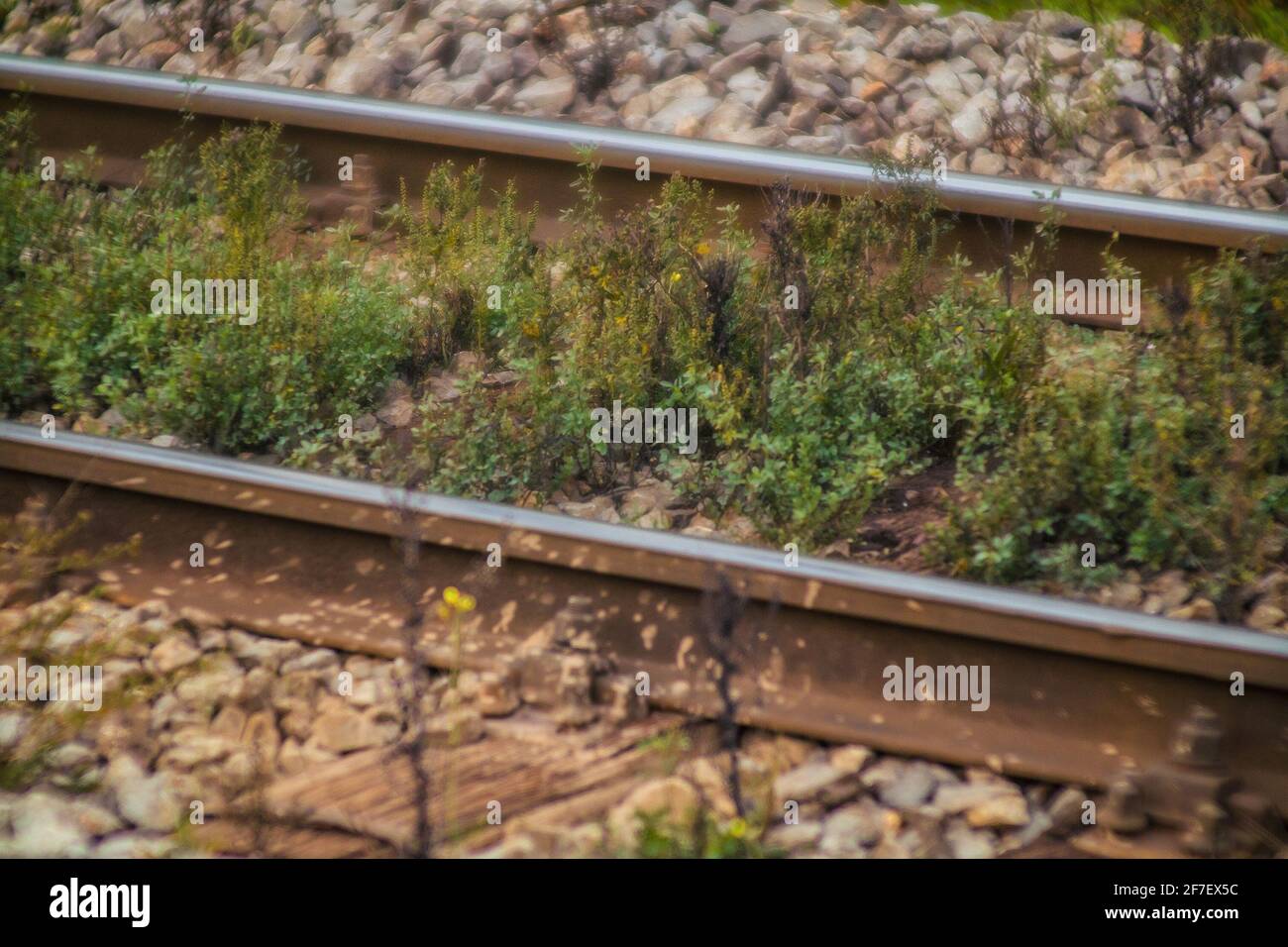 Poor condition of mainline train tracks. Heavy gauge normal train tracks with wooden sleepers but with grass growing up betwee gravel due to poor main Stock Photo