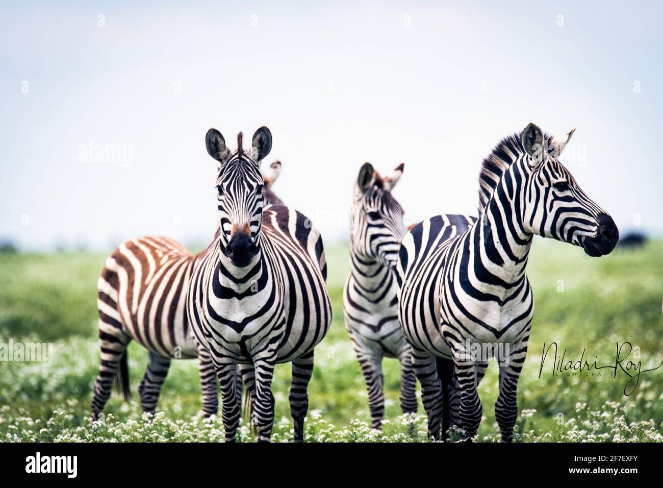 Zebras in Serengeti Stock Photo