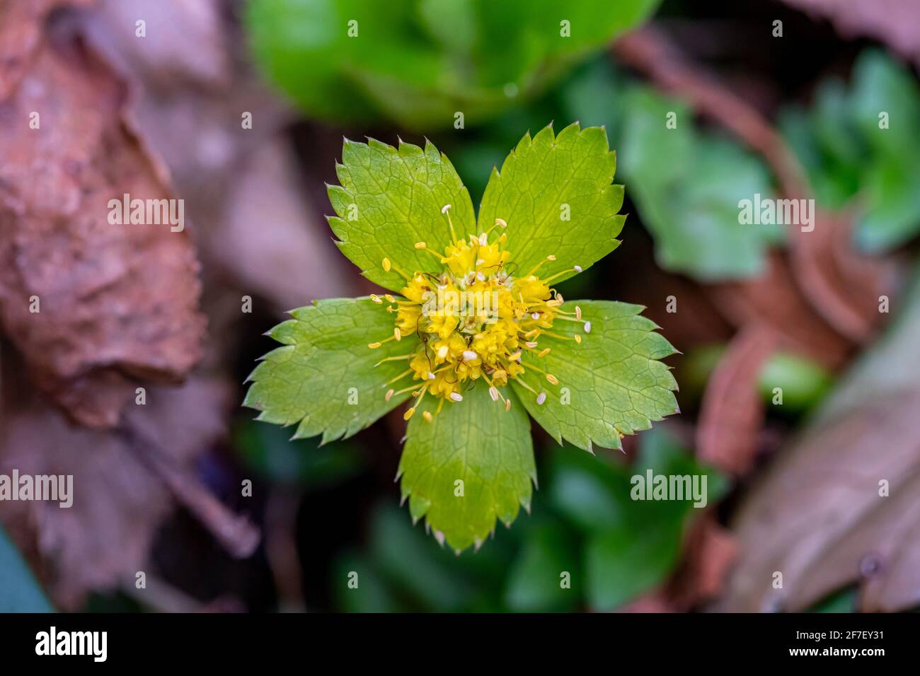 Hacquetia epipactis plant growing in forest, close up Stock Photo
