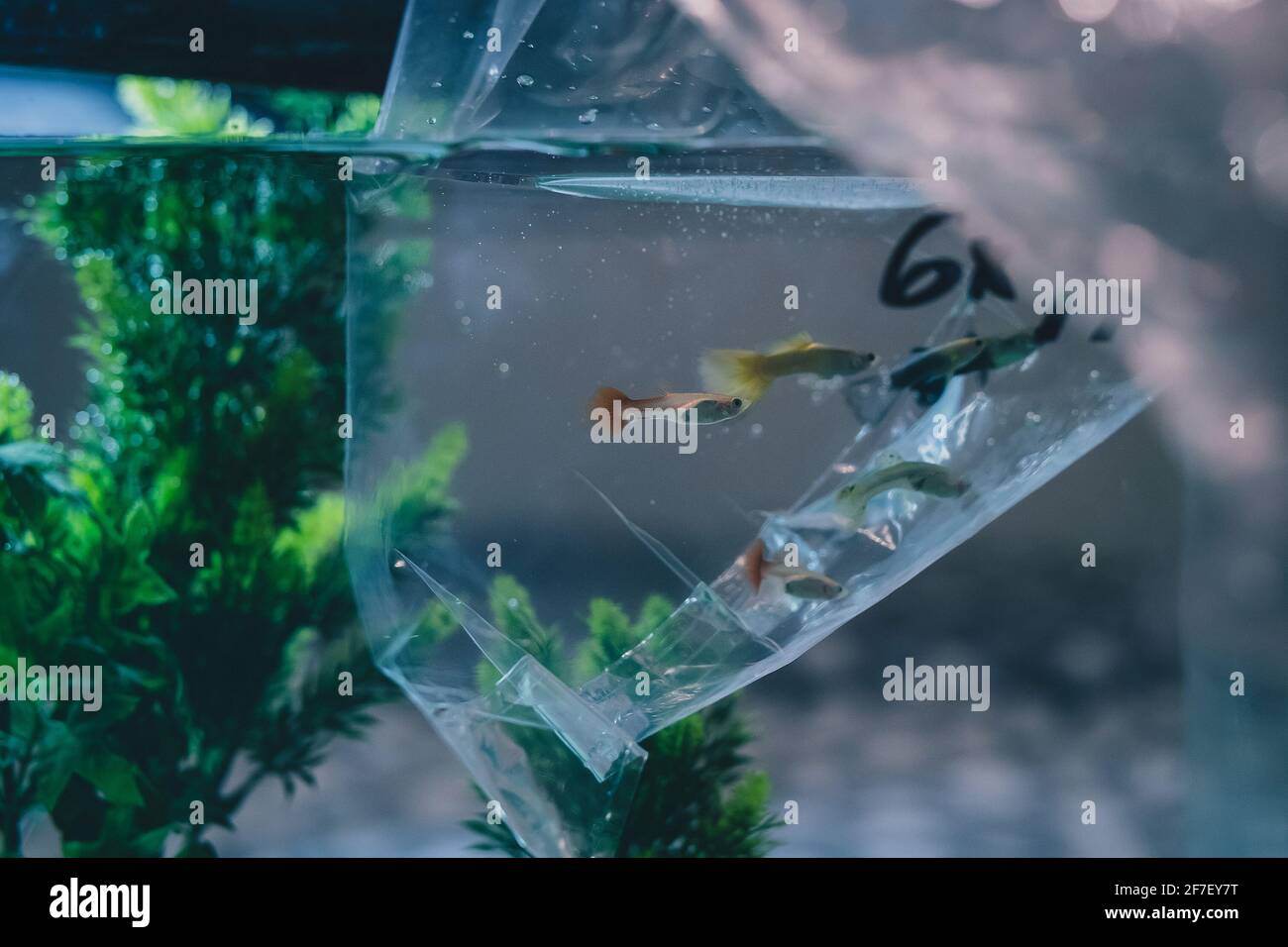 New fish for the aquarium getting used or acclimatized to a new water ...