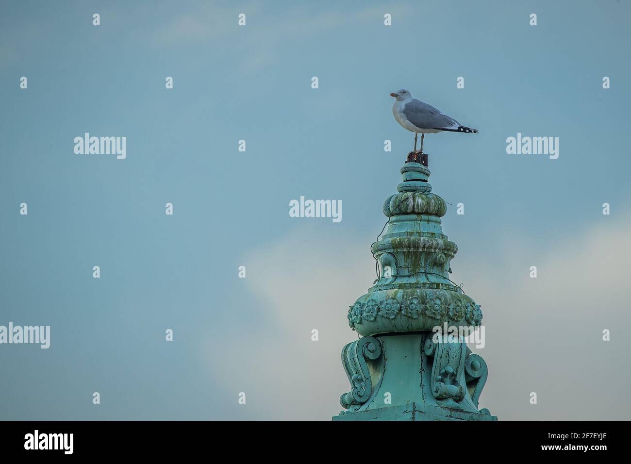A white and gray seagull standing on top of the sharp green copper roof of an old vintage building or church on a cloudy sky background. Stock Photo