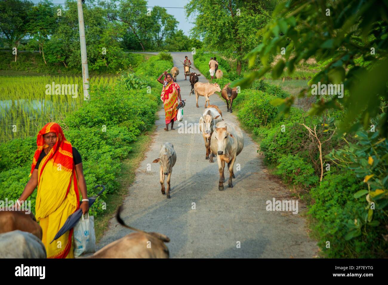 Some female herder herding a flock of cattle beside the road. Khulna, Bangladesh. Stock Photo