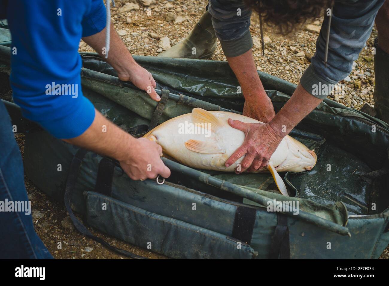 Two men handling a big fish that they caught in a big plastic or vinyl bag  or holder for sport fishing before returning the fish into the lake Stock  Photo - Alamy
