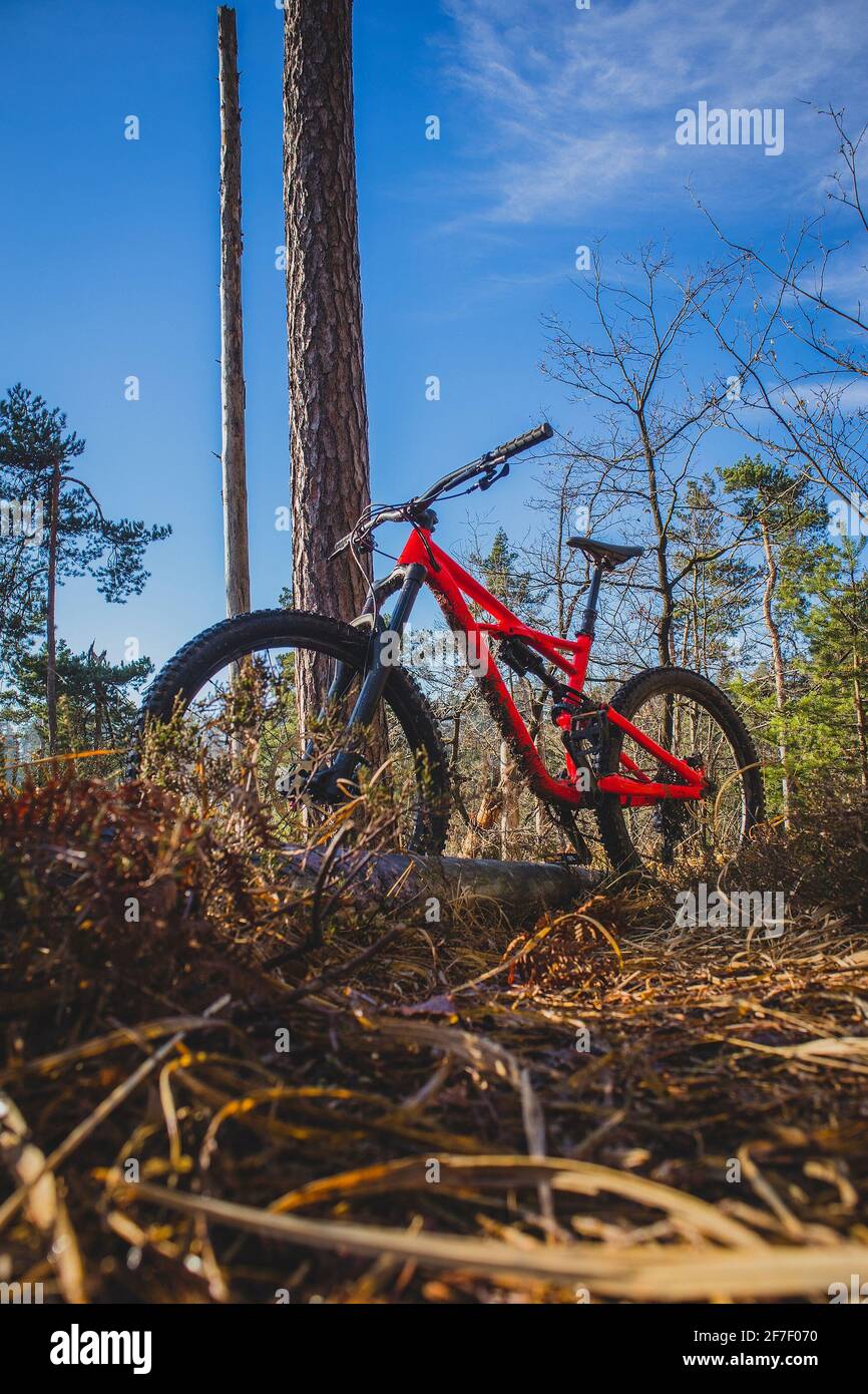 Enduro 27,5 mountain bike in red color resting on a bike single track in a  forest on a sunny autumn day. Twigs and leaves in the foreground, blue sky  Stock Photo - Alamy