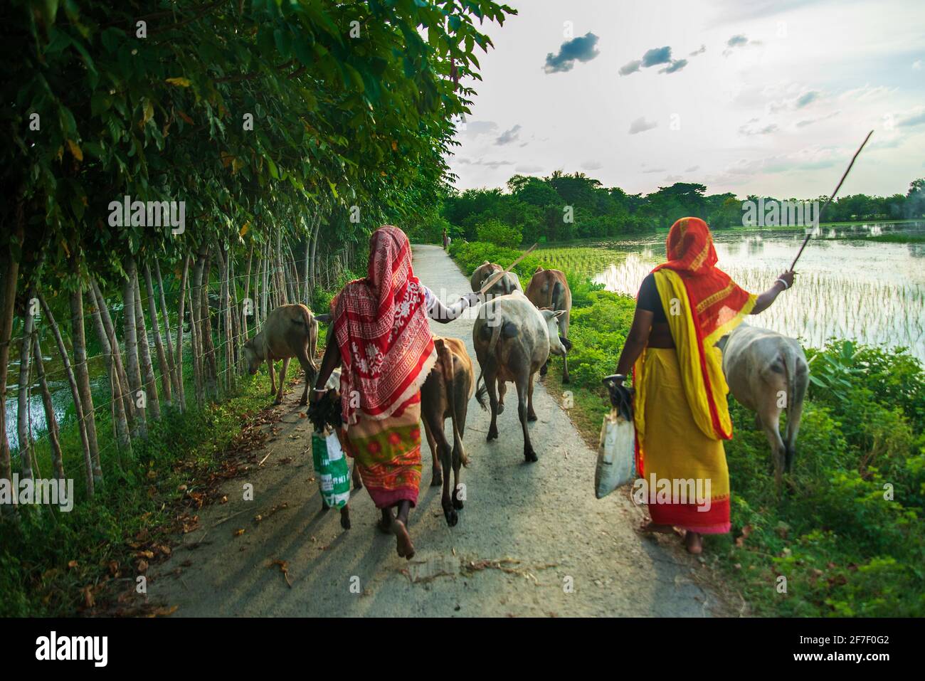 Some female herder herding a flock of cattle beside the road. Khulna, Bangladesh. Stock Photo