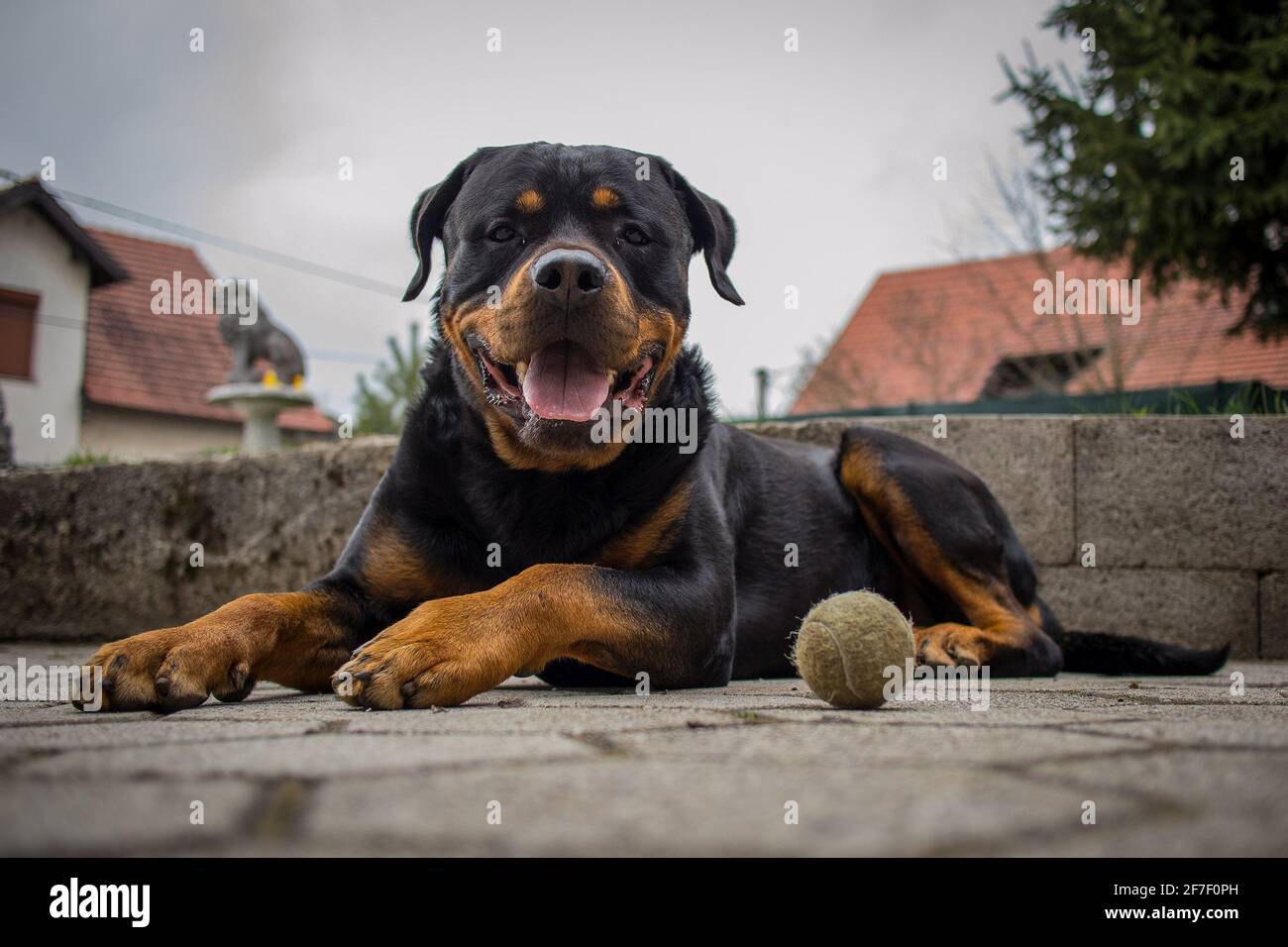 Cute black and brown Rottweiler dog is lying on the tiled concrete floor and looking towards the camera. A tennis ball is lying next to the dog. Stock Photo