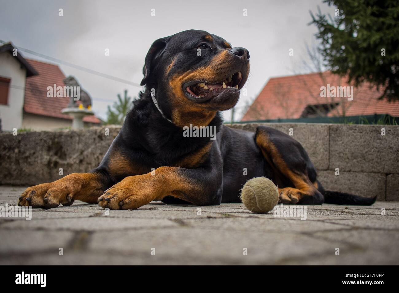 Cute black and brown Rottweiler dog is lying on the tiled concrete floor and looking away from the camera. A tennis ball is lying next to the dog. Stock Photo