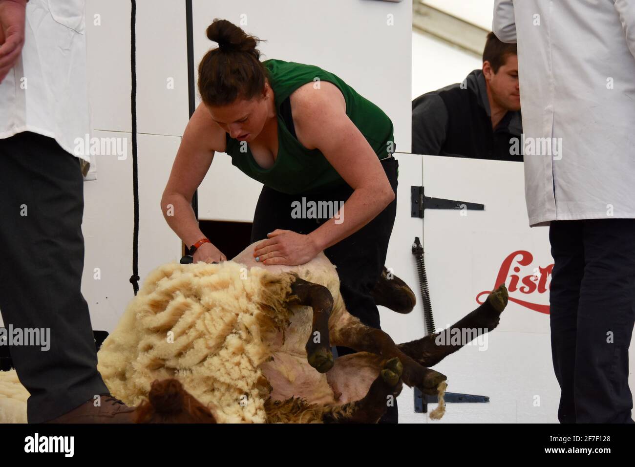 Female sheep shearer Northern Ireland Stock Photo Alamy