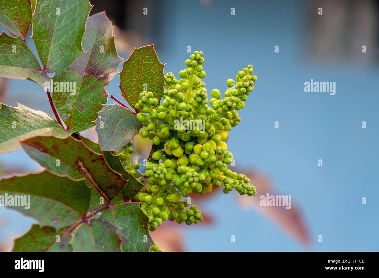Mahonia Flower. Bright yellow flowers of a mahonia japonica bush