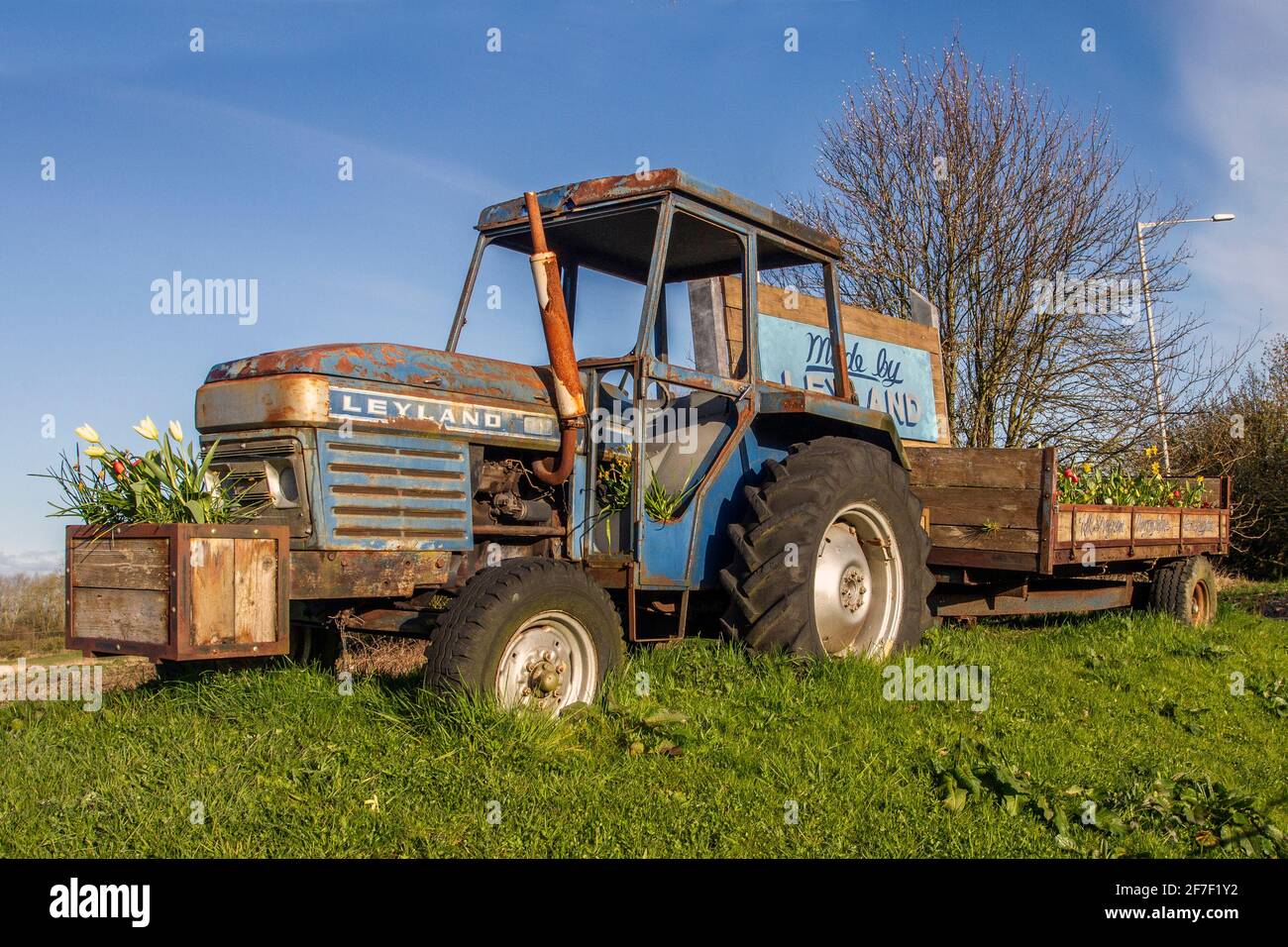 Vintage Leyland tractor in Lancashire UK. April, 2021. Blue skies on a bright sunny morning. Cold frosty start for spring bulbs flowering in a decorated Leyland 245 2.5Ltr 3 cyl diesel tractor known locally as William.  The vintage tractor was installed in 2016. The two-tone vehicle is pulling a trailer filled with flowers. Credit; MediaWorldImages/AlamyLiveNews. Stock Photo