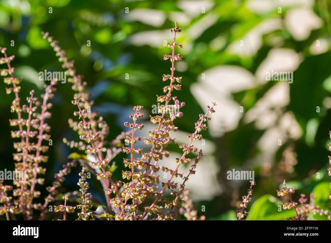 Tulsi , holy basil (Ocimum tenuiflorum) flowers in the garden. Stock Photo