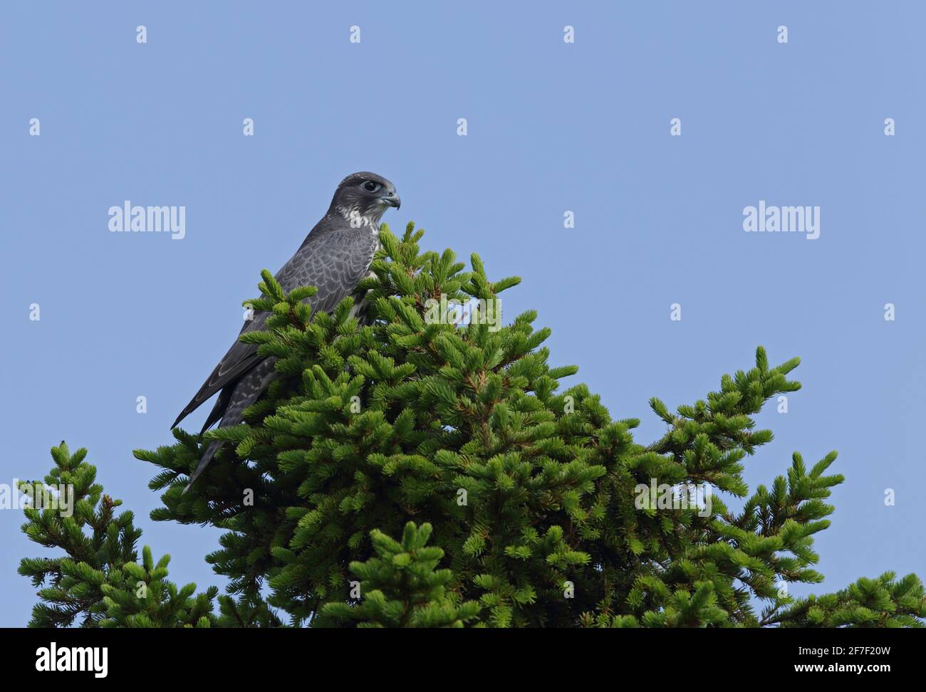 Gyrfalcon, Falco rusticolus, sitting on Spruce top Stock Photo