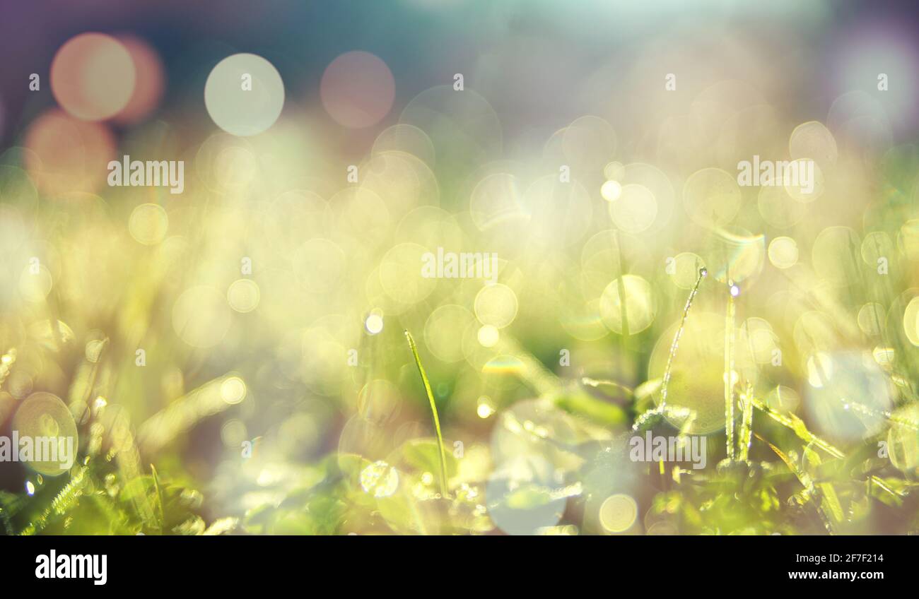 Bright spring grass field with sunlight bokeh background Stock Photo