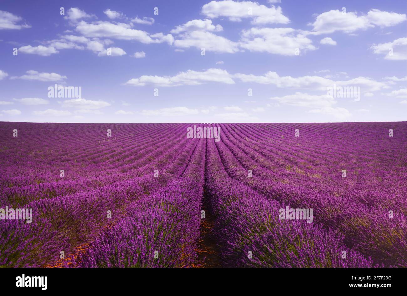 Lavender flowers blooming fields abstract landscape. Valensole, Provence, France, Europe. Stock Photo