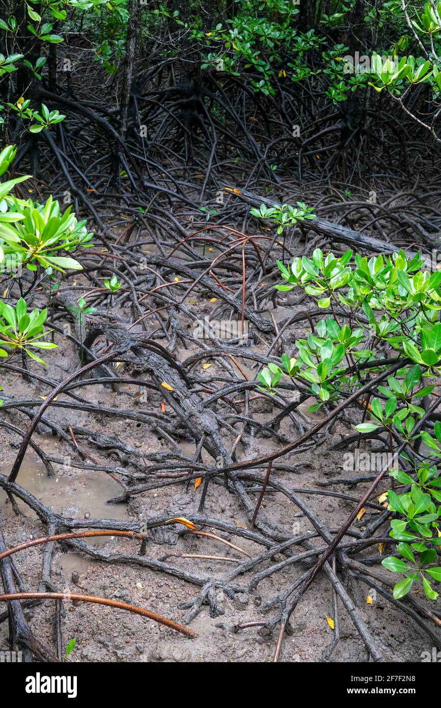 Rhizophora mangrove roots, in the Northern Territory of Australia Stock Photo