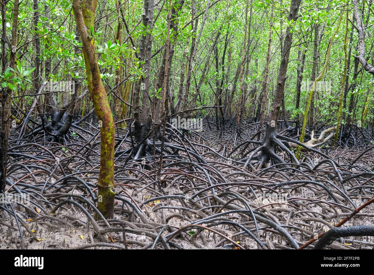 Rhizophora mangrove roots, in the Northern Territory of Australia Stock Photo