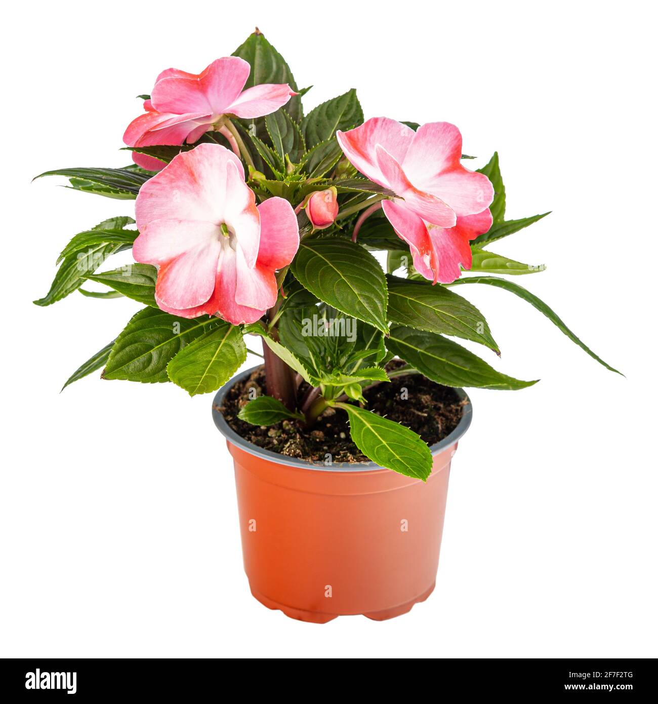 Impatiens walleriana flower in flower pot on white background Stock Photo