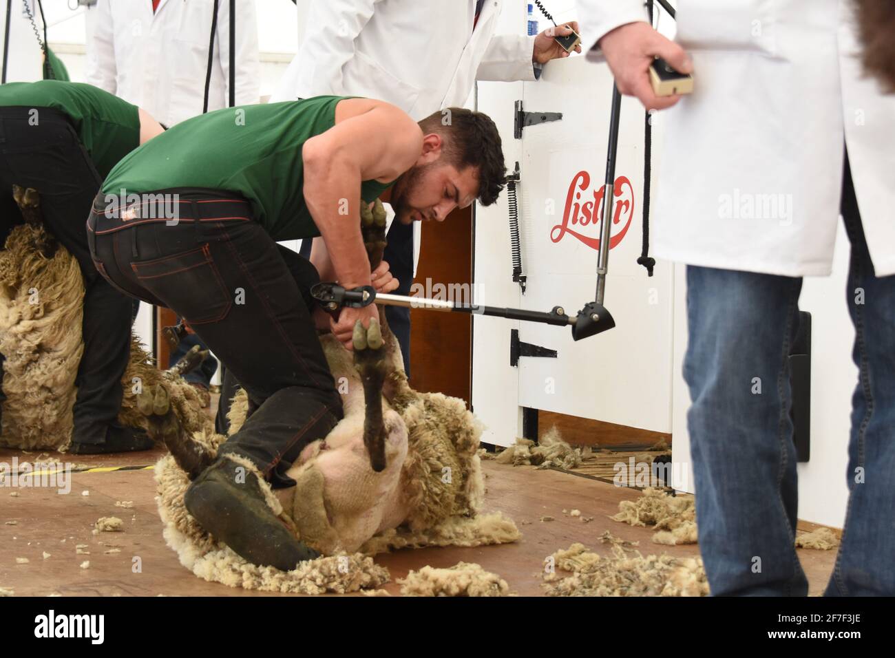 Sheep shearing at Balmoral Show, Northern Ireland Stock Photo Alamy