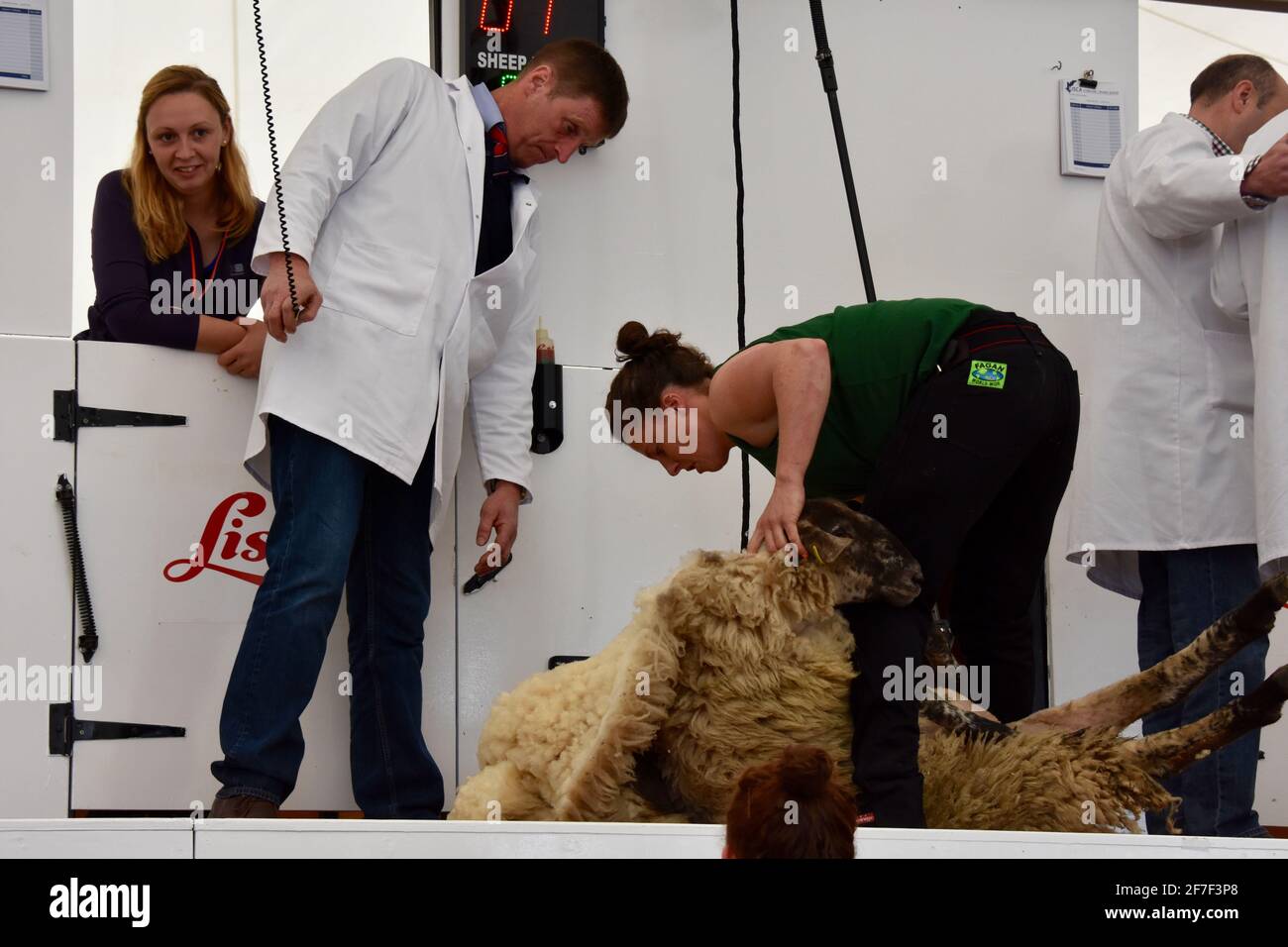 Sheep shearing at Balmoral Show, Northern Ireland Stock Photo Alamy