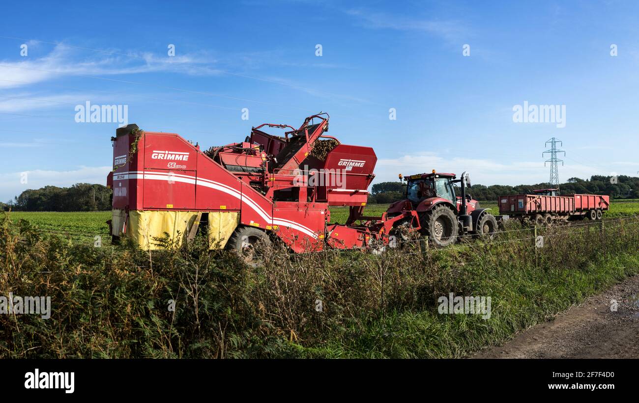 A giant harvesting machine pulled by one man in a tractor harvests a field of potatoes and offloads them onto trailers without any human intervention Stock Photo