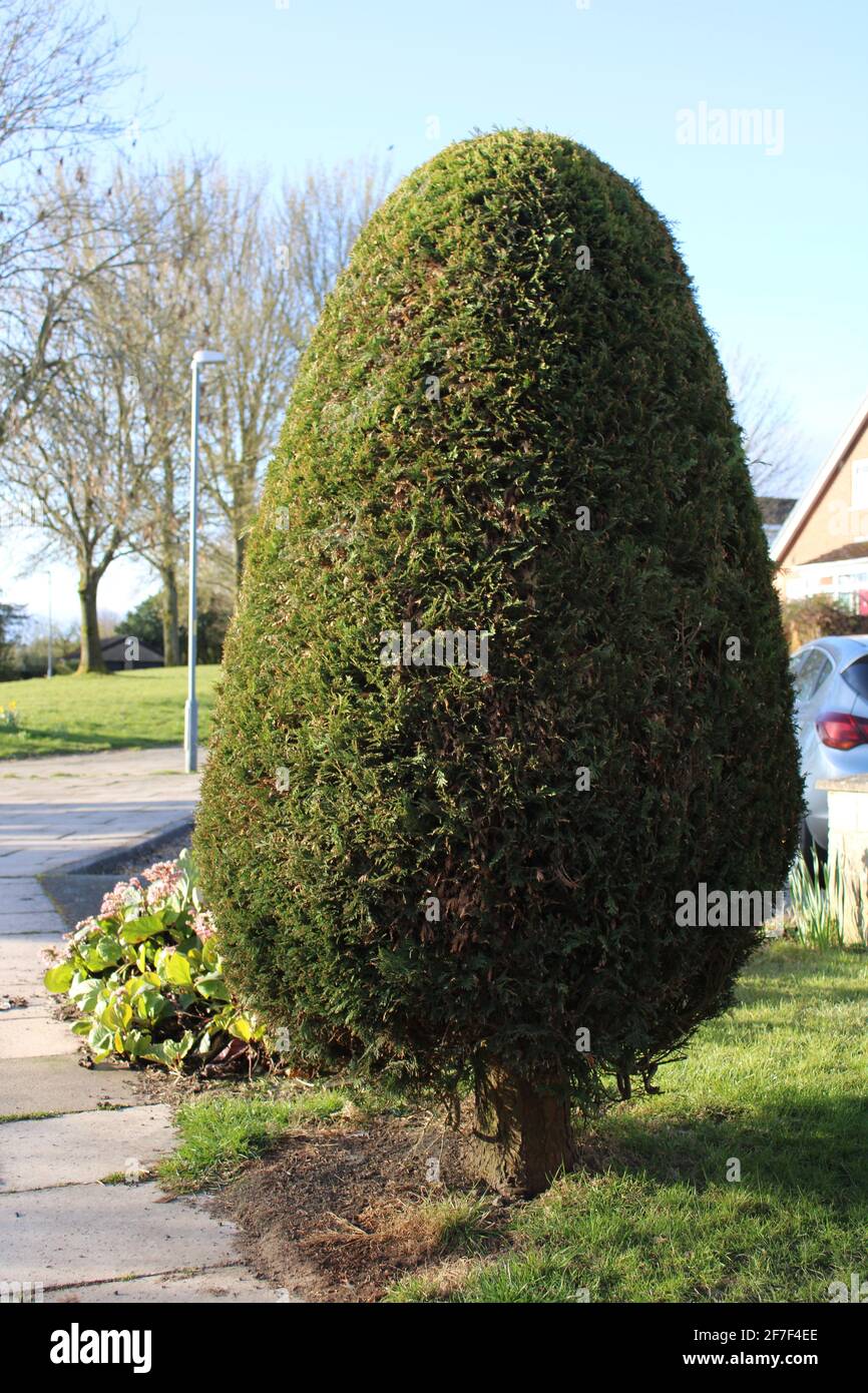 Neatly trimmed conifer tree, tree surgery services concept Stock Photo