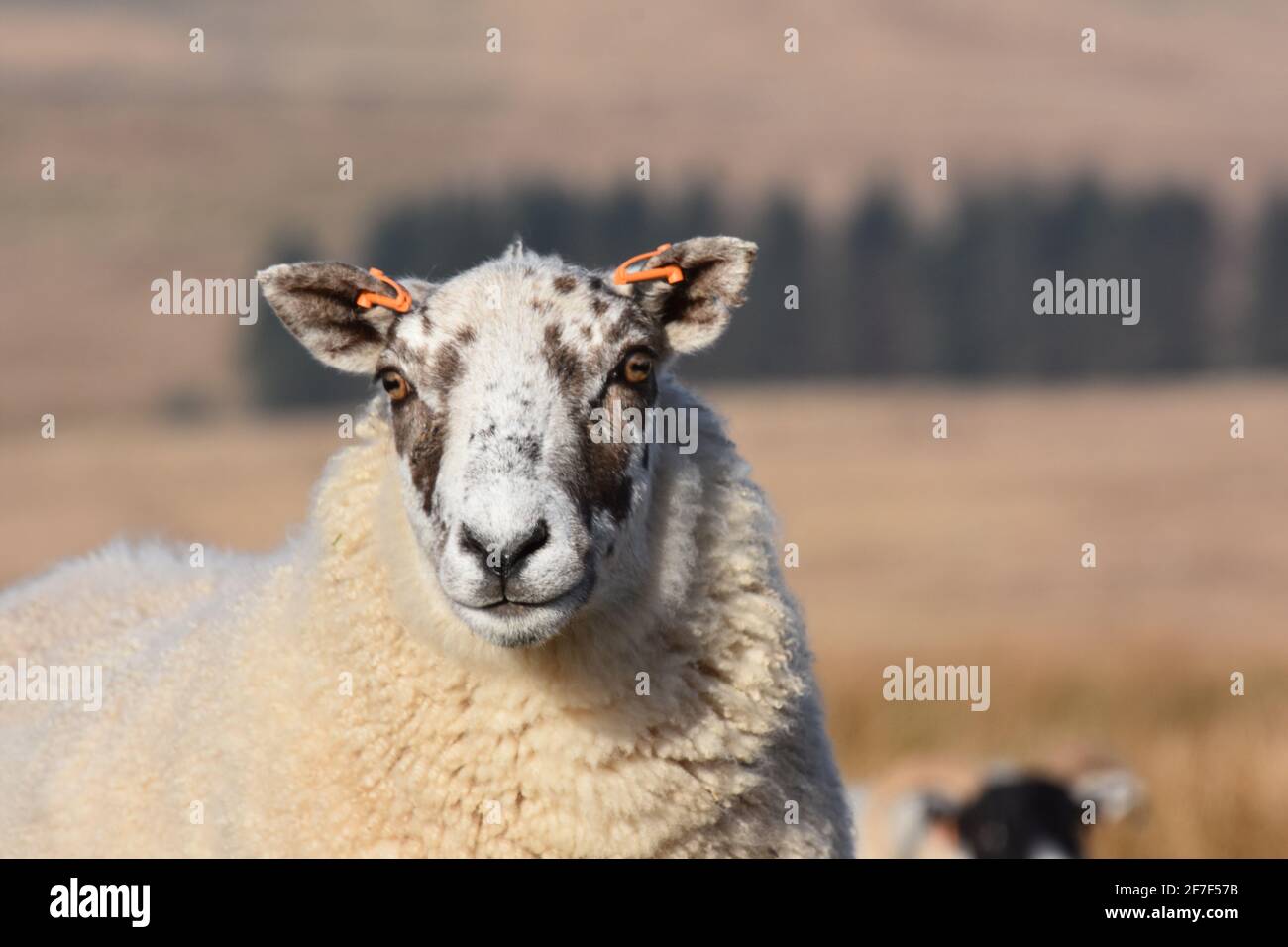 Cross ewes, Marbrack Farm, Castle Douglas, Scotland Stock Photo