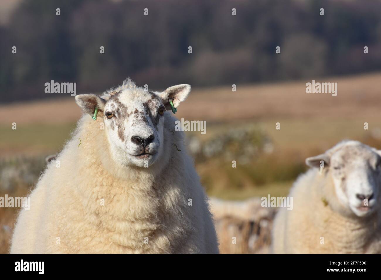 Cross ewes, Marbrack Farm, Castle Douglas, Scotland Stock Photo Alamy