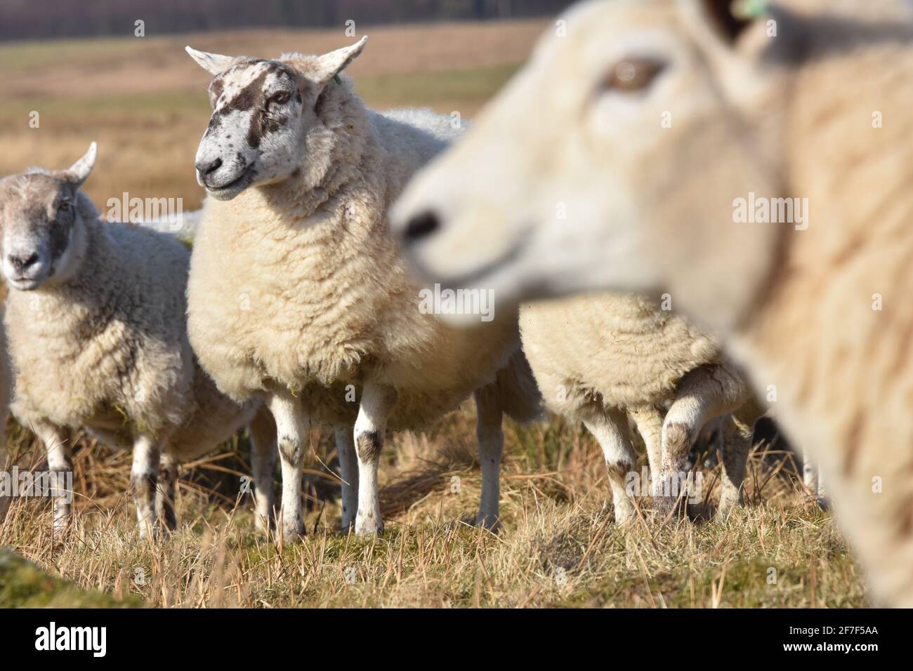 Cross ewes, Marbrack Farm, Castle Douglas, Scotland Stock Photo Alamy