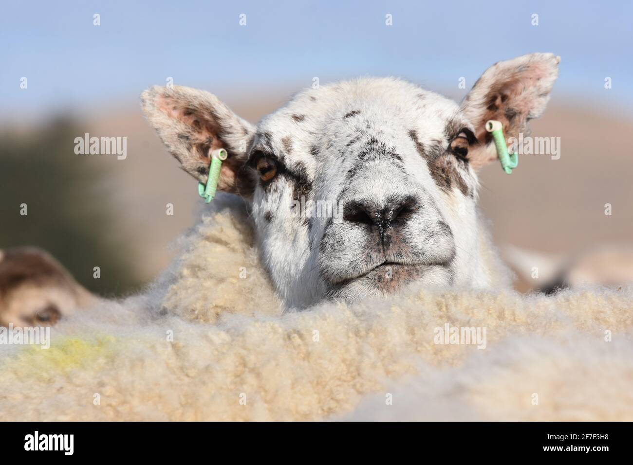 Cross ewes, Marbrack Farm, Castle Douglas, Scotland Stock Photo Alamy