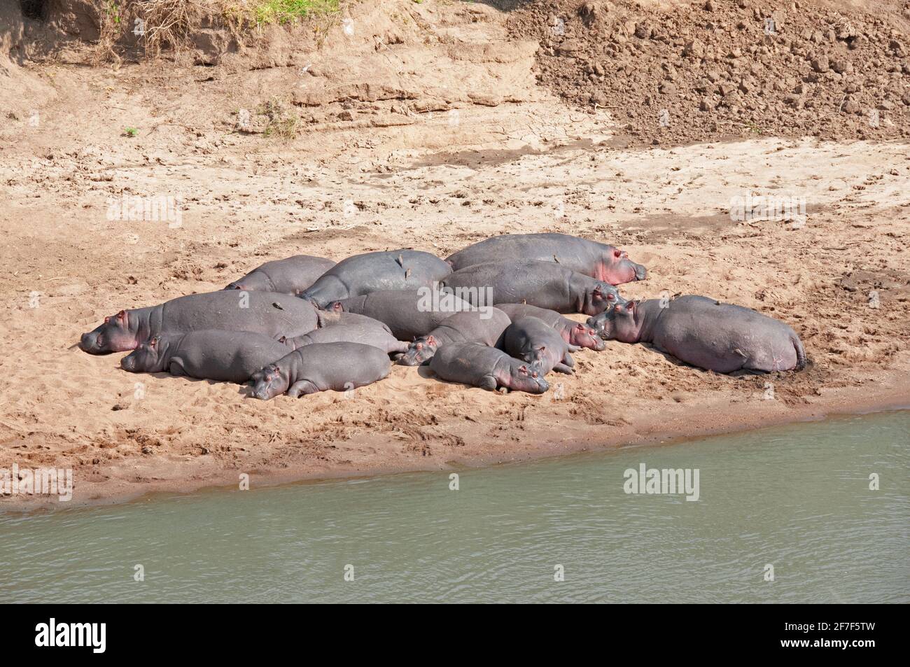Hippopotamus, Hexaprotodon liberiensis, Masai mara National Reserve, Kenya, Africa Stock Photo