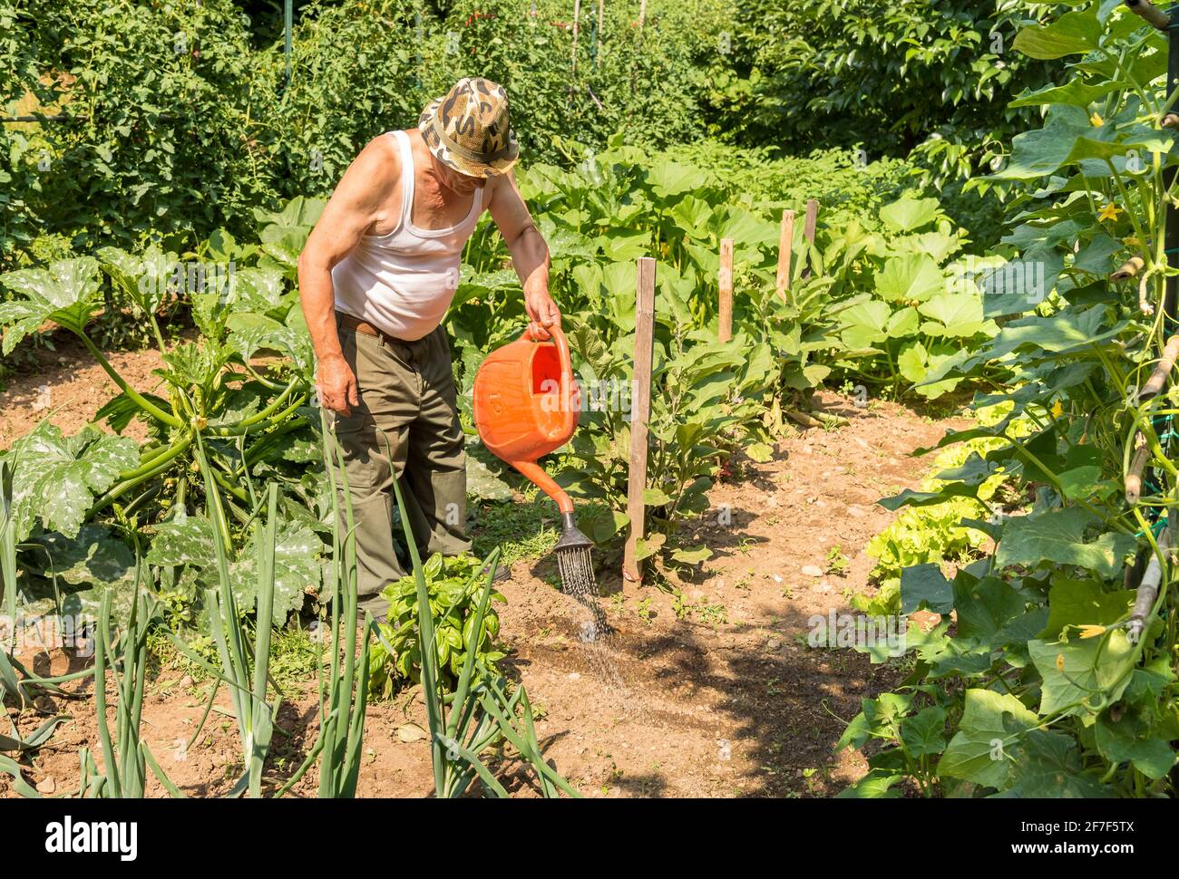 Senior gardener is watering vegetable garden. Spring garden concept. Stock Photo