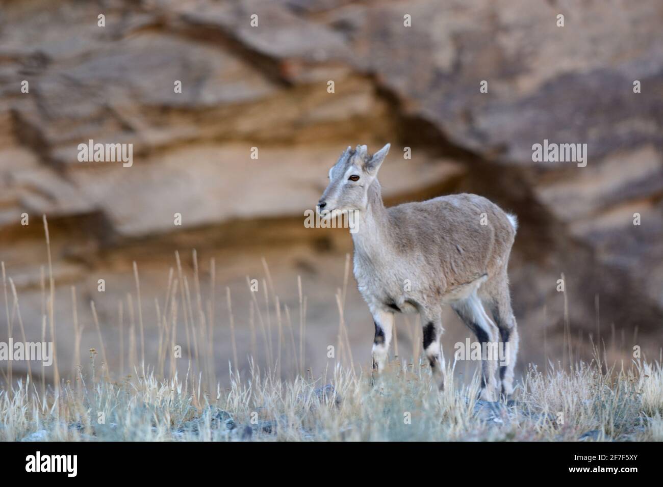 Bharal, Pseudois nayaur, Ladakh, Jammu Kashmir, India Stock Photo