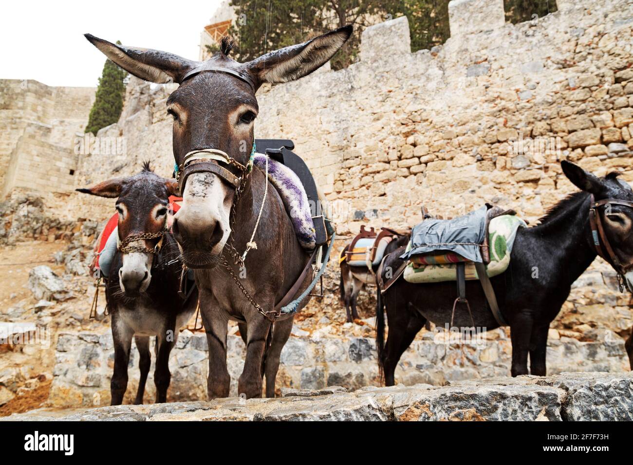 Donkeys in Lindos on the island of Rhodes in Greece. The animals are used to transport tourists through the town to and from the Lindian Acropolis. Stock Photo