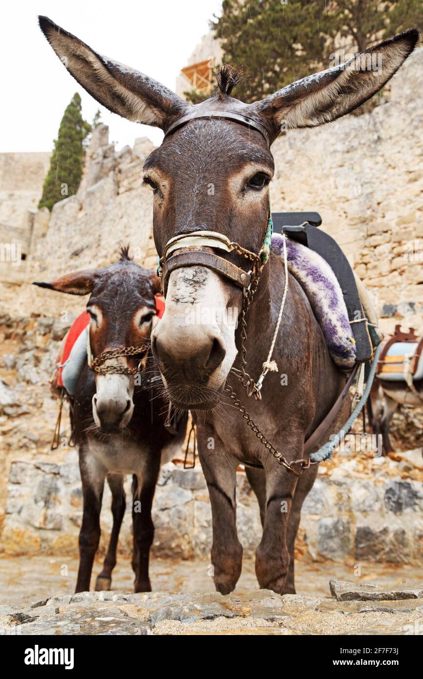 Donkeys in Lindos on the island of Rhodes in Greece. The animals are used to transport tourists through the town to and from the Lindian Acropolis. Stock Photo